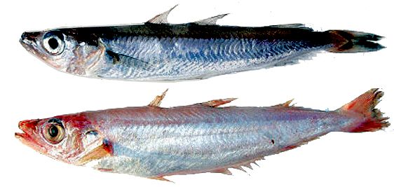 Micromesistius poutassou_2421